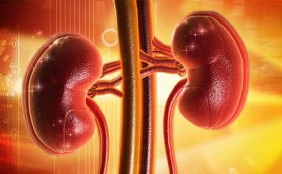人體腎臟。（示意圖源：互聯網）
