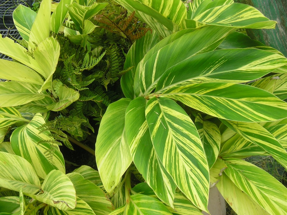 德國研究人員最新發現，植物在面臨光照方面的競爭時，也會綜合考慮周圍環境，“隨機應變”。（示意圖源：互聯網）