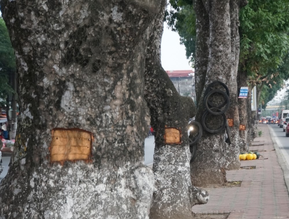 故意毀壞綠樹將被罰款至 3000 萬元。（示意圖源：互聯網）