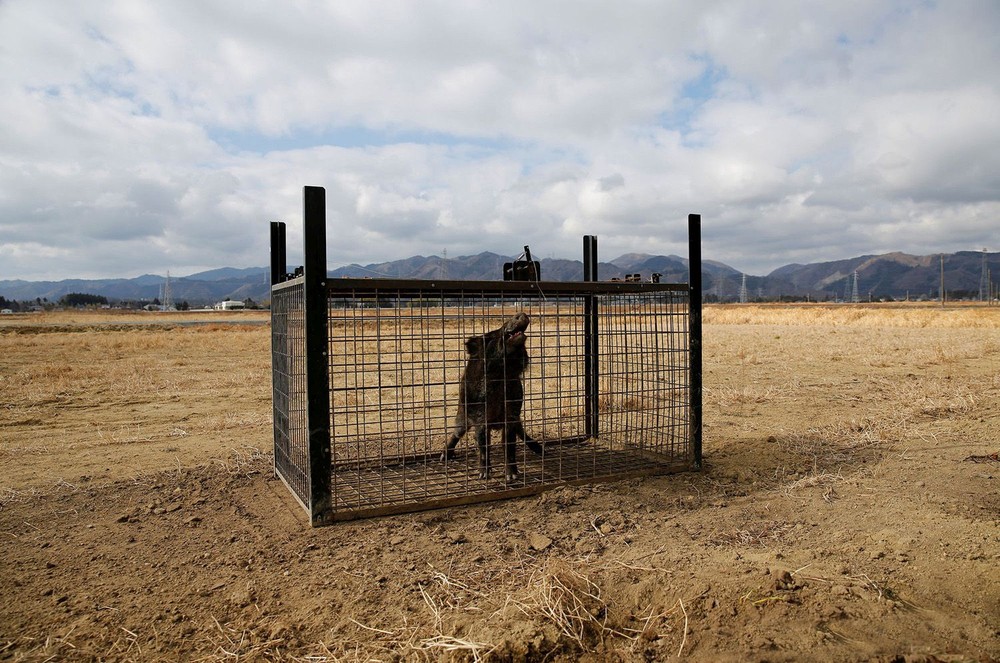 日本福島縣核事故區。（圖源：互聯網）
