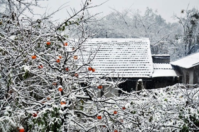 由於受冷空氣籠罩，北部山區各省出現寒冷冰霜，氣溫在3度以下。（圖源：互聯網）
