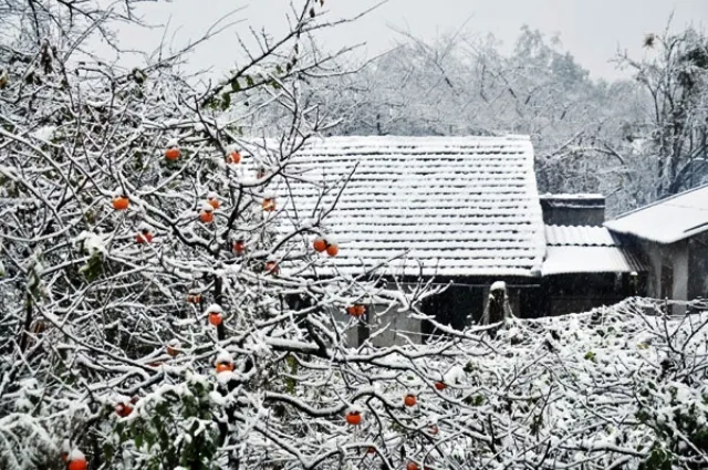 vung-nui-cao-xuat-hien-bang-gia_YXOX