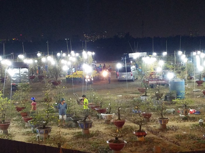 春節梅花銷售點至夜晚仍很熱鬧。多名顧客開汽車把梅花載回家。