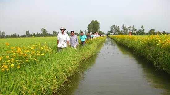 南部降雨量缺少。圖為西南部水稻田一瞥。（示意圖源：互聯網）