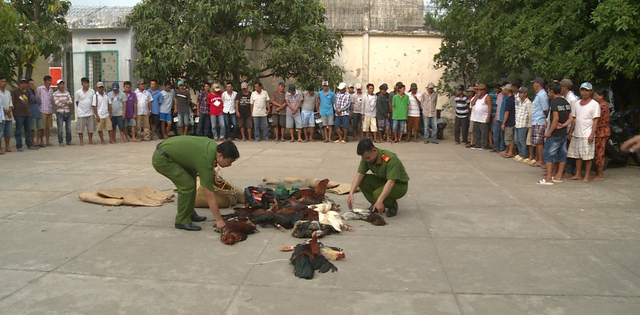 偵破鬥雞賭博場，當場逮捕數十名賭客，查扣30隻鬥雞。（圖源：文武）