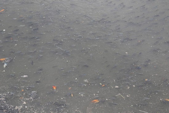 4月01日早上，饒祿-氏藝涌裡的大量魚兒浮游到水面上。（圖源：國戰）