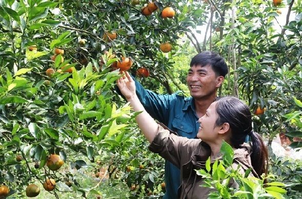 採用 VietGap 標準生產的果園。