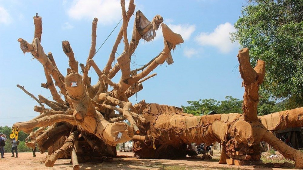 此前，在承天-順化省1號國道繞道公路上被有關機構扣押的3棵巨大古樹，其中兩棵已查明來源。（圖源：越南快訊）