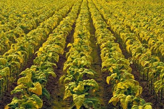 煙葉種植一瞥。（示意圖源：互聯網）