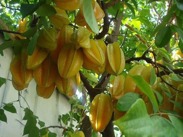 醫生表示，楊桃內含有的毒素可能對腎臟有問題、腎衰竭和正在接受透析治療患者中毒和死亡。（示意圖源：互聯網）