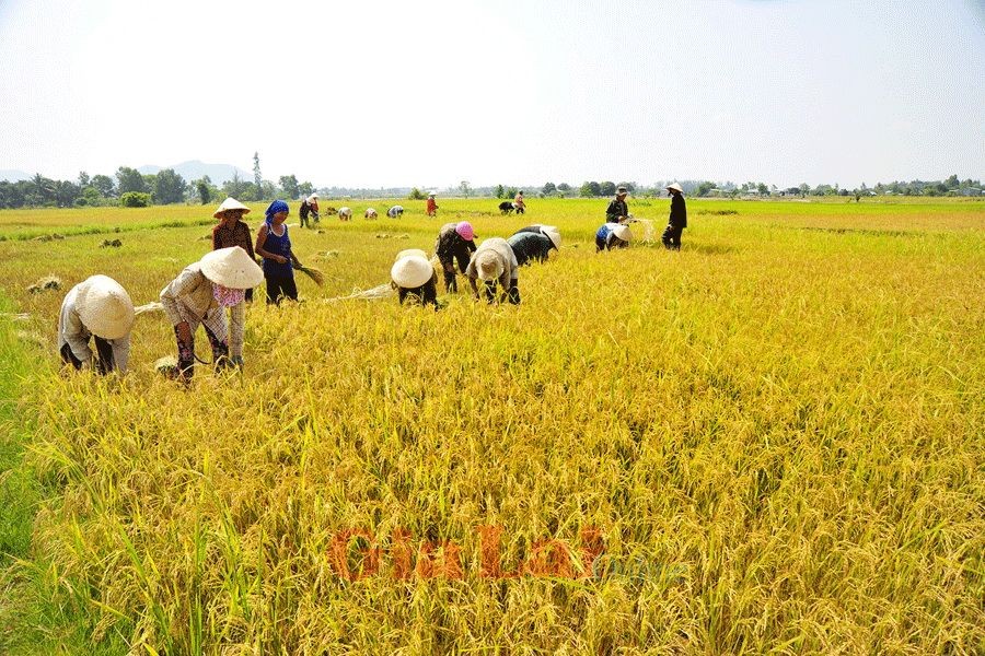 粒粒皆辛苦。（圖源：互聯網）