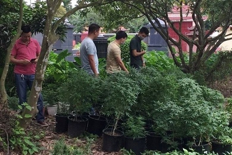 職能力量查獲該住房第二層和園地有859棵疑似大麻樹。（圖源：公安機關提供）