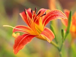 千姿百態忘憂草。