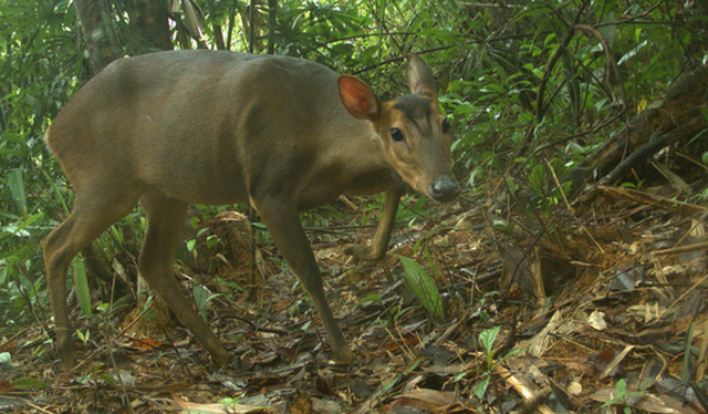 廣南省森林中拍攝到的一隻珍稀大麂。（圖源：WWF）