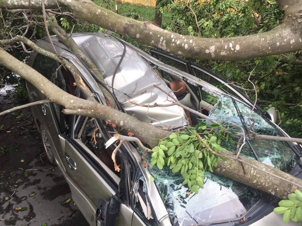 汽車遭大樹傾倒砸扁現場。（圖源：武山）