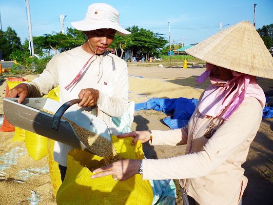 安江省農民豐收。