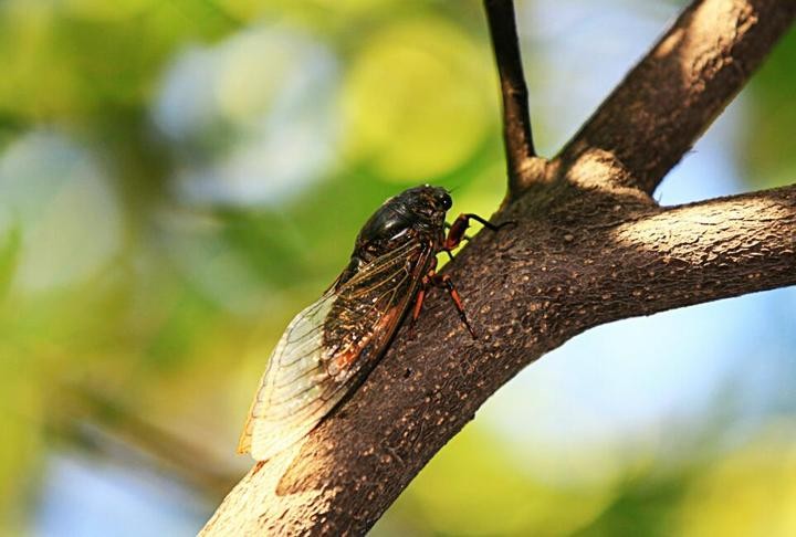 （示意圖源：互聯網）