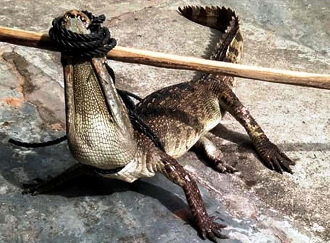 逃離的鱷魚最終讓民眾圍捕抓到後，送回飼養場。（圖源：南盛）