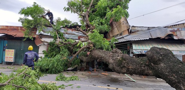 古樹連根拔起倒向馬路對面，壓壞3間住房現場。（圖源：鴻李）