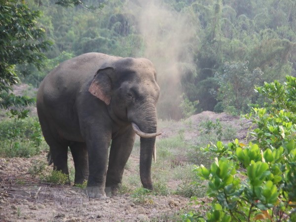 最近野象經常出來破壞該鄉的第五、六、七村農民的農作物及財產，造成數百萬元的損失。（圖源：越通社）