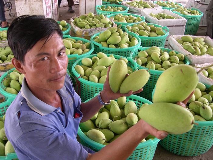 芭樂價格暴跌，果農苦不堪言。