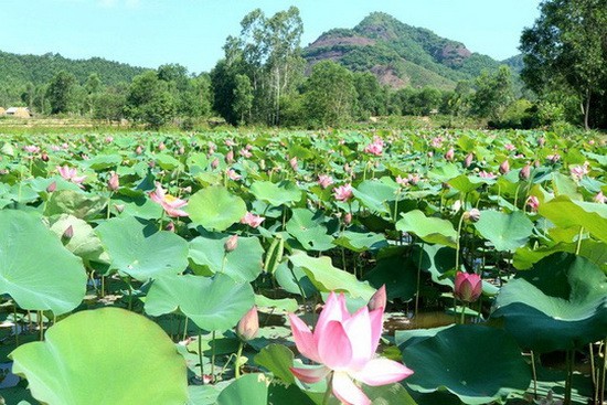 一整片綠油油的荷塘引人注目。