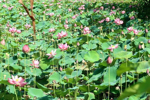 廣南省荷塘美不勝收 ảnh 1