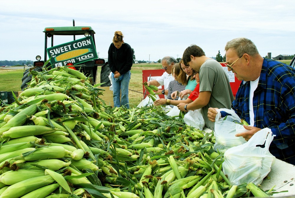 歐盟委員會說，本次加徵關稅的產品包括美國鋼鋁產品、農產品等。圖為美國某一玉米農場收穫。（圖源：互聯網）