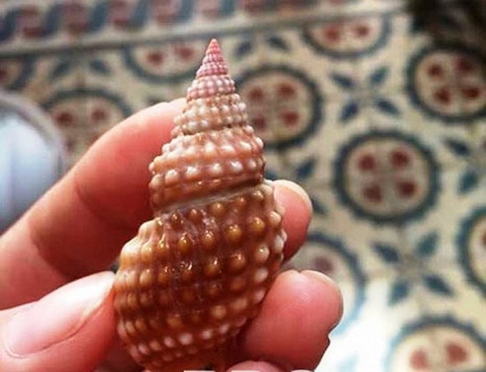 中毒者所食用的野生海螺。（圖源：中毒者家屬提供）