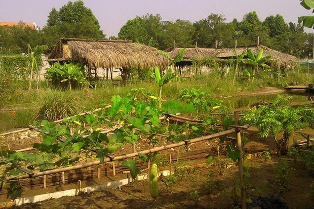 現代城市中之綠色農場 ảnh 1