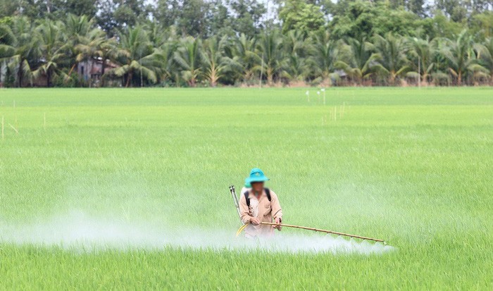 九龍江平原農民對植物噴灑農藥。