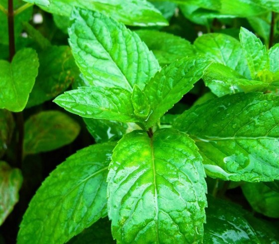 像薄荷一樣芬芳。（示意圖源：互聯網）