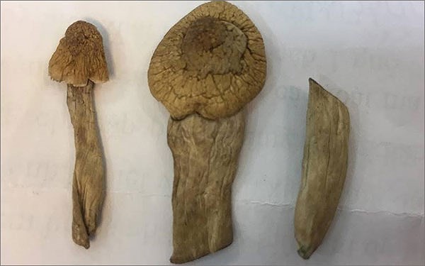 “蘑菇毒品”含有強烈刺激中央神經的物質。