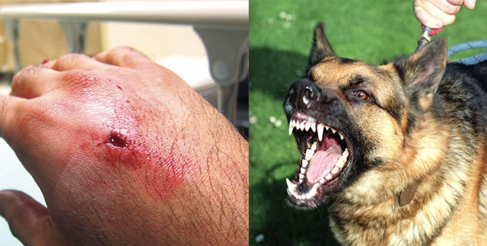 小心狗狗惹禍。（示意圖源：互聯網）