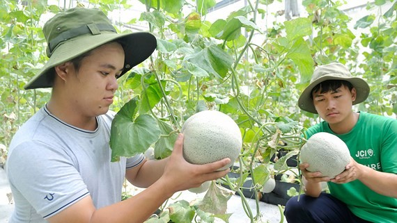 我國種植優質哈蜜瓜出口。