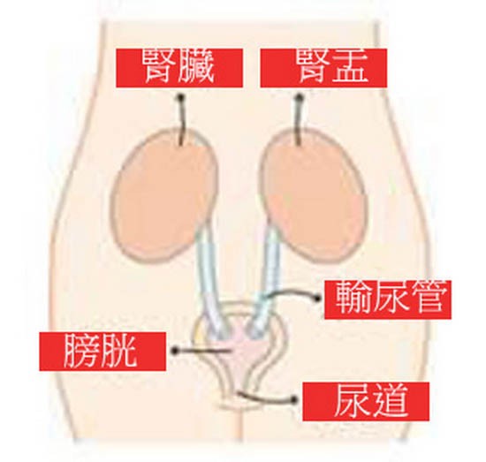 哪些症狀說明患上尿路感染。（示意圖源：互聯網）