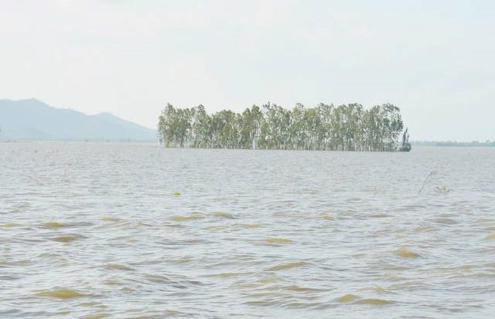 永嘉鄉的大片稻田被淹沒在洪水中。（圖源：E.X）