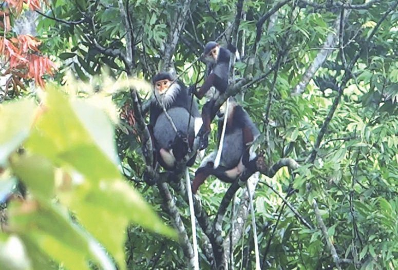 珠洞-清水溪樹林的白頰長臂猿。