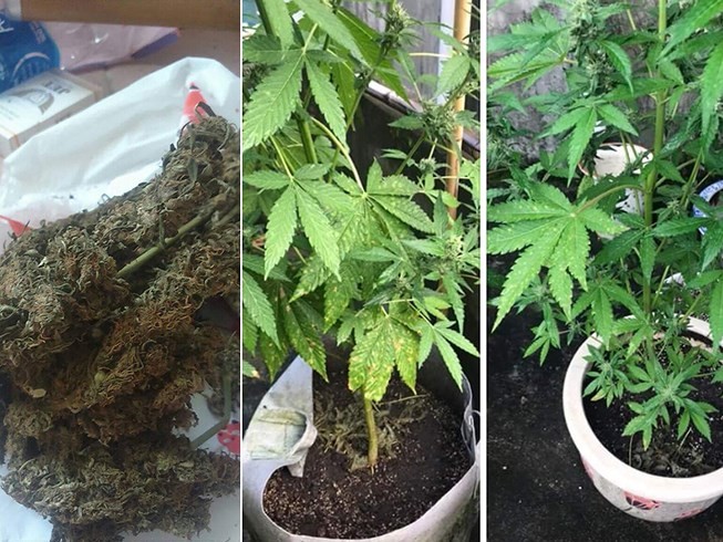 阿K向筆者介紹的大麻（左圖），以及年輕人透過網絡分享在家種植大麻的方法。