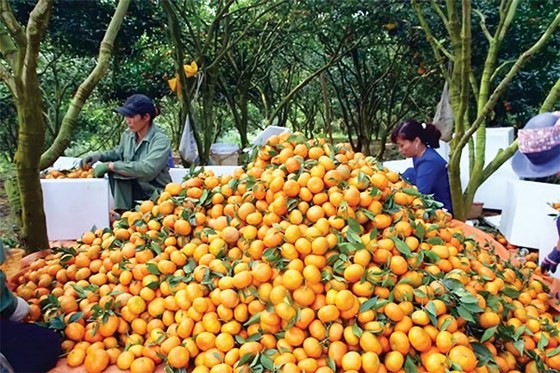 （示意圖源：互聯網）