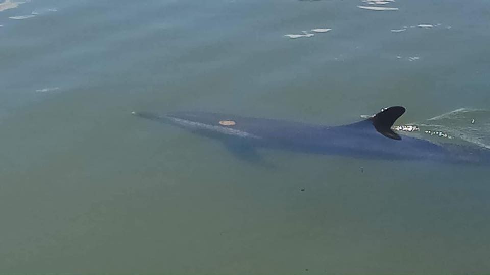 受傷的海豚在海凌河河段游動。（圖源：CTV）