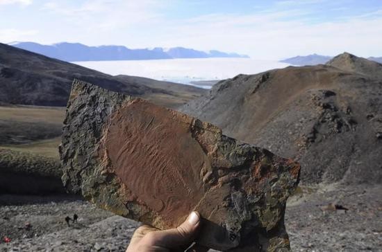 三葉蟲是化石記錄中最早出現的動物群體之中。 （圖源：Jakob Vinther， University of Bristol）
