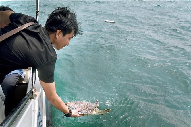 平順省水產分局代表把珍稀玳瑁放歸大海。（圖源：越通社）