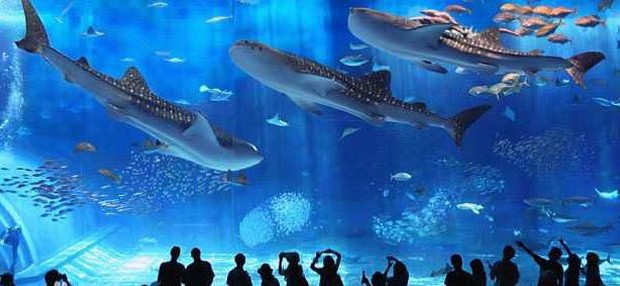 美之海水族館。