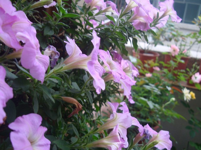 牽牛花的春天。（示意圖源：互聯網）