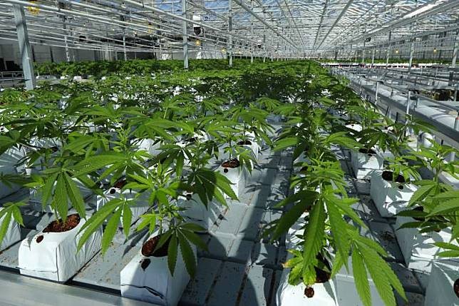 加拿大大麻合法化　公眾憂安全健康受威脅 ảnh 1