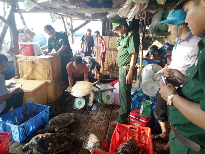 職能力量查獲的非法圈養之珍稀海龜共16隻。（圖源：黃忠）