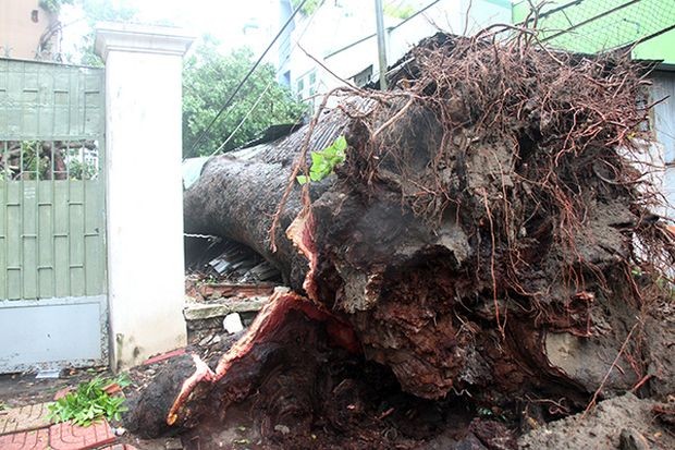 本市大面積變成澤國 ảnh 3