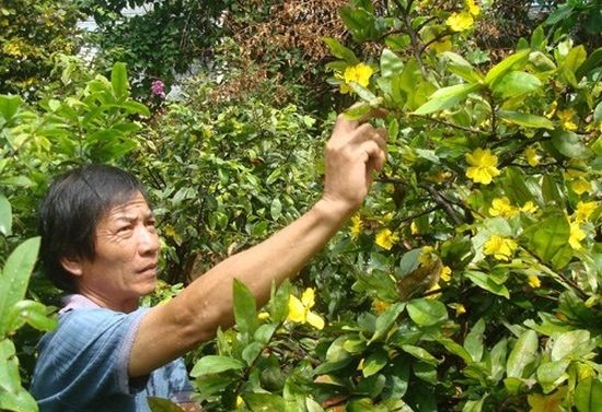 阮玉方的價值上千萬元梅花提早綻放。