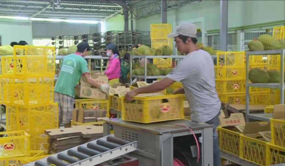 我國企業向中國出口榴槤。（圖源：段羽）
